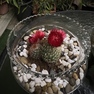 Drivu Cactus 5