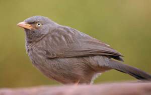 Drivu Oatberry Yoghurt