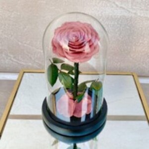 Drivu Beautiful Lady Forever Rose