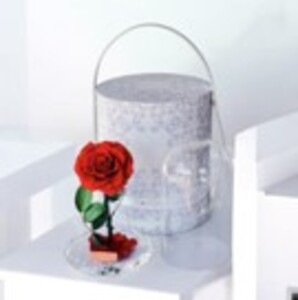 Drivu Valentine Forever Rose