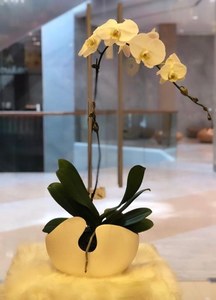 Drivu Glorious Plant Orchid 