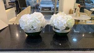 Drivu Hydrangea Full Flower