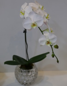 Drivu Vase 4