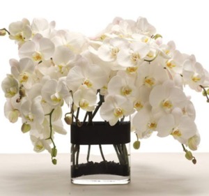 Drivu Phalaenopsis Orchid Vase