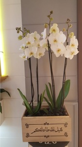 Drivu Phalaenopsis
