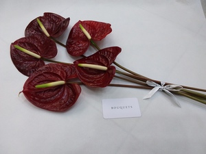 Drivu Dark Red Anthurium Stems