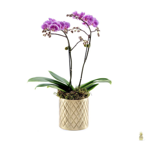 Drivu Mini Orchid in Pine Vase